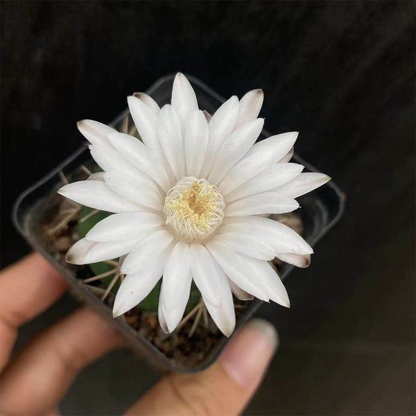 Gymnocalycium eurypleurum, 3-4cm