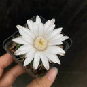 Gymnocalycium eurypleurum, 3-4cm