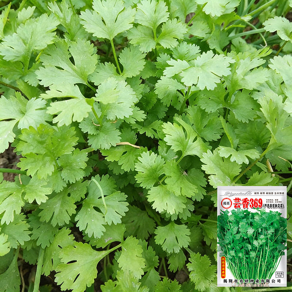 Yunxiang 369 Coriander Seeds, 50g