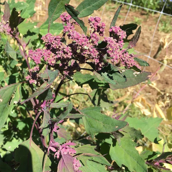 Black Quinoa Planting Seeds, 30 Grams ≈ 12000 Seeds