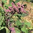 Black Quinoa Planting Seeds, 30 Grams ≈ 12000 Seeds