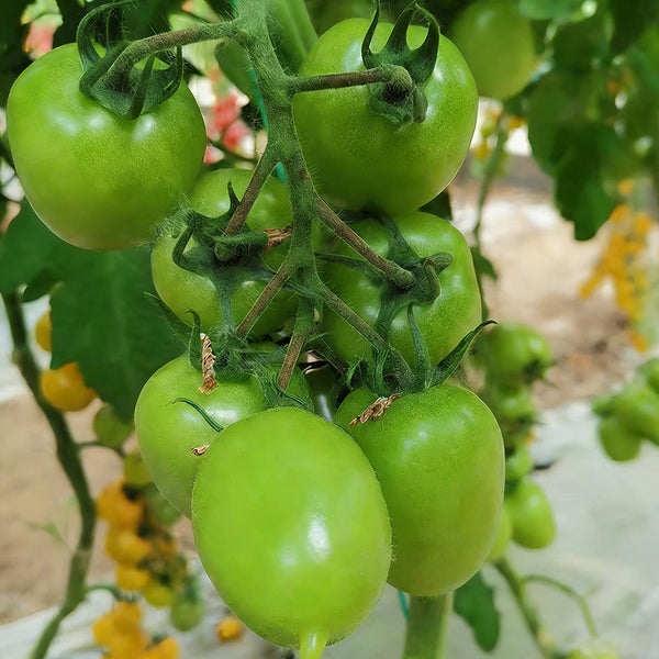 Green Jade Tomato, 100 Seeds