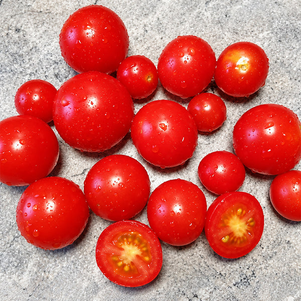299 Microdwarf Miri Miri Tomato, 5 Seeds