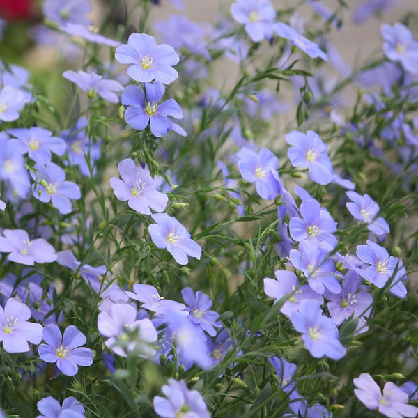 Blue Flax, 1g