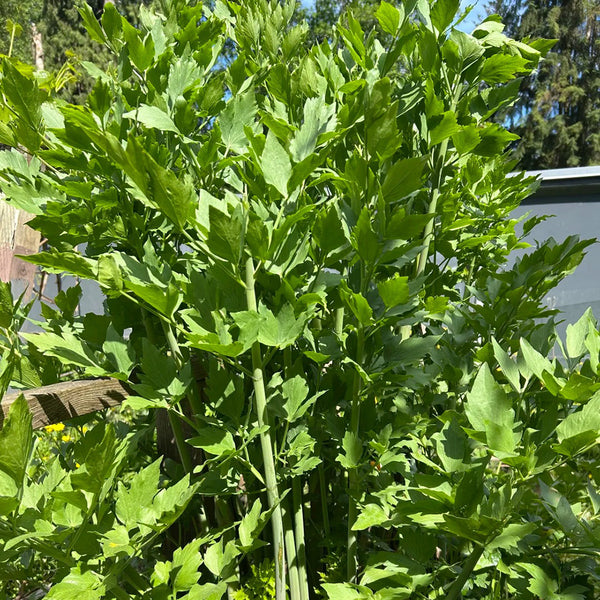 Garden Lovage, 100 Seeds