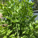 Garden Lovage, 100 Seeds