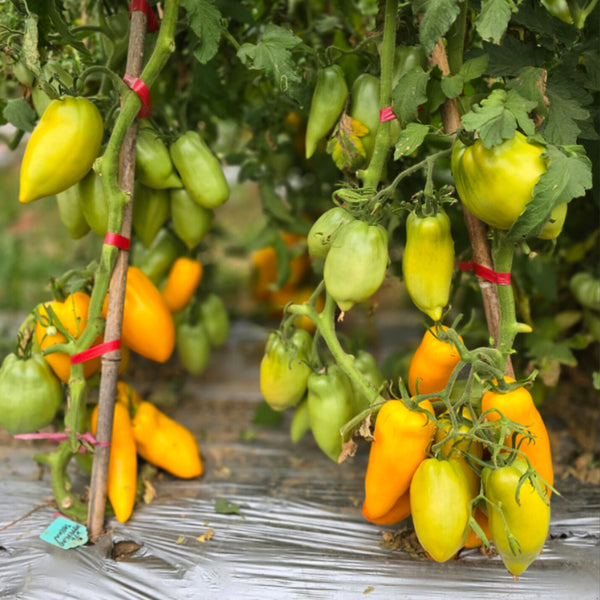 658 Yellow Pepper Tomato, 5 Seeds