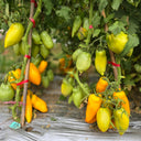 658 Yellow Pepper Tomato, 5 Seeds