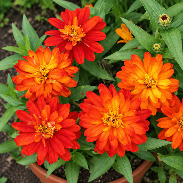 W1335 Double Zahara Fire Zinnia, 5 Seeds
