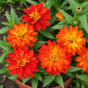 W1335 Double Zahara Fire Zinnia, 5 Seeds