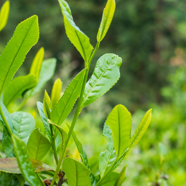 Tea Plant (Camellia sinensis) Seeds, 50 Seeds