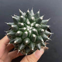 Mammillaria magnimamma 'Toluca', 3-4cm