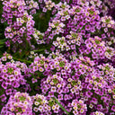 Purple Sweet Alyssum, 1g