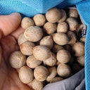 Jelly Palm Seeds, 25 Seeds