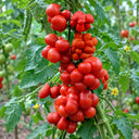 409 Reisetomate Traveler Tomato, 5 Seeds