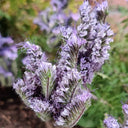 Lacy Phacelia, 200 Seeds