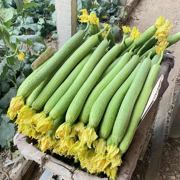Thailand Medium Green Luffa, 100 Seeds