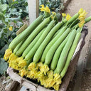 Thailand Medium Green Luffa, 100 Seeds