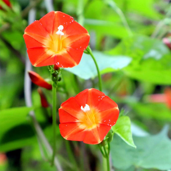 Hezhichun Cardinal Climber Seeds, 1g
