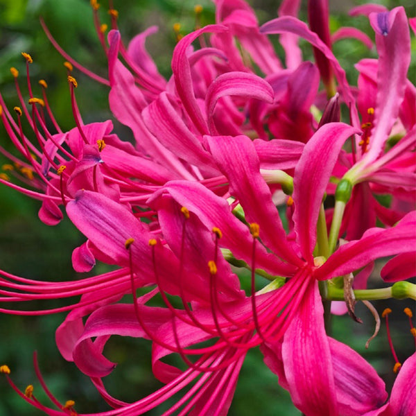 Pink Lycoris sprengeri, 1 Bulb