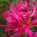 Pink Lycoris sprengeri, 1 Bulb