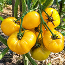88 Dwarf Rumpelstiltskin Tomato, 5 Seeds