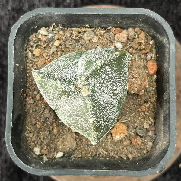 Triangular Bishop's Cap Live Cactus
