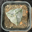 Triangular Bishop's Cap Live Cactus