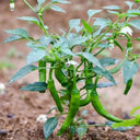 Zhangshugang Chili Pepper Seeds, 30 Seeds