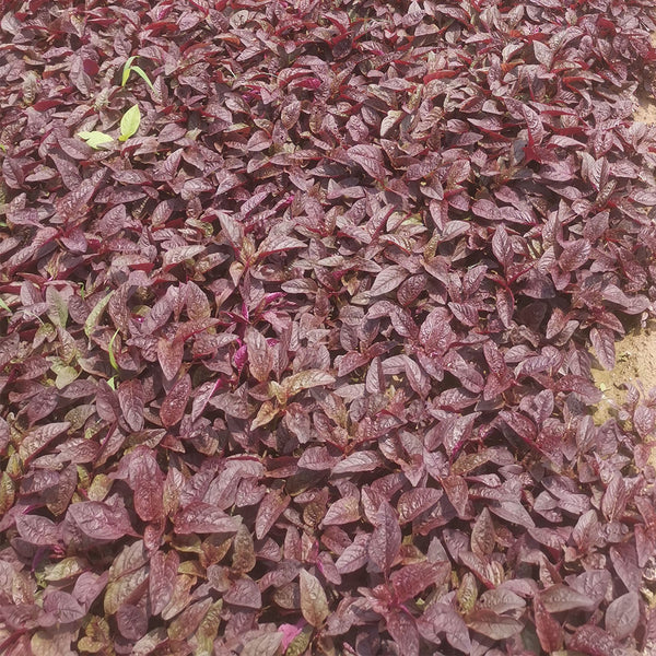 Red Amaranth Seeds, 50g
