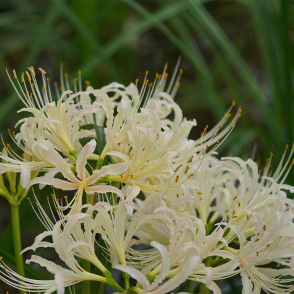 Straw Lycoris, 1 Bulb
