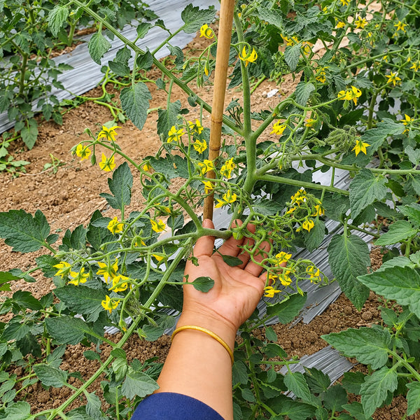 529 Yellow Datterini Tomato, 5 Seeds