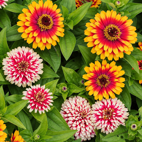 W1353 Candy Stripe Zinnia Mix, 100 Seeds