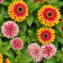 W1353 Candy Stripe Zinnia Mix, 100 Seeds