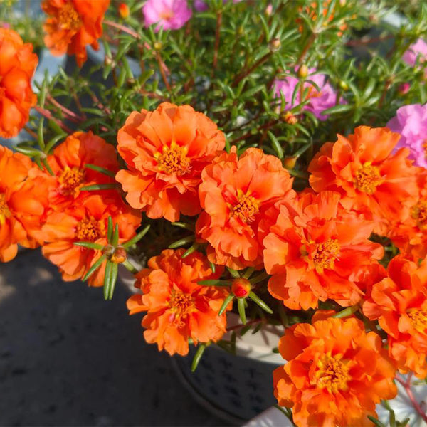 Hezhichun Coral Red Moss-Rose Purslane Seeds, 1g