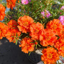 Hezhichun Coral Red Moss-Rose Purslane Seeds, 1g