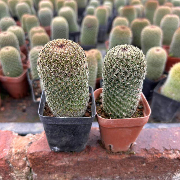 Mammillaria matudae, 3-4cm
