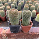 Mammillaria matudae, 3-4cm