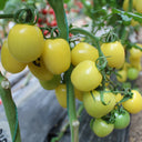 Cream White Cherry Tomato F1 Seeds, 20 Seeds