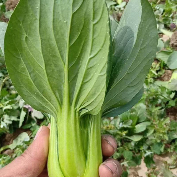 Qingjiang Sweet Pak Choi Seeds, 20g