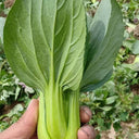 Qingjiang Sweet Pak Choi Seeds, 20g