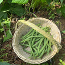 'Jiemei No. 8' Bush Bean, 40g