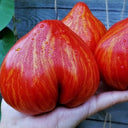 'Dwarf Stone Creek Heart' Tomato Seeds, 5 Seeds