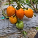 'Lyuba's Heart' Tomato Seeds, 5 Seeds