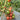 796 Strawberry Waterfall F5 Tomato, 5 Seeds