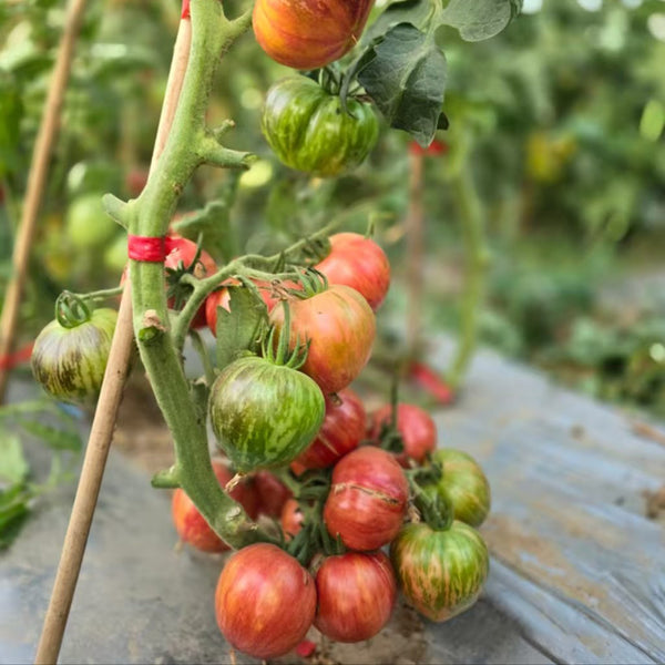 796 Strawberry Waterfall F5 Tomato, 5 Seeds