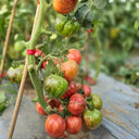 796 Strawberry Waterfall F5 Tomato, 5 Seeds