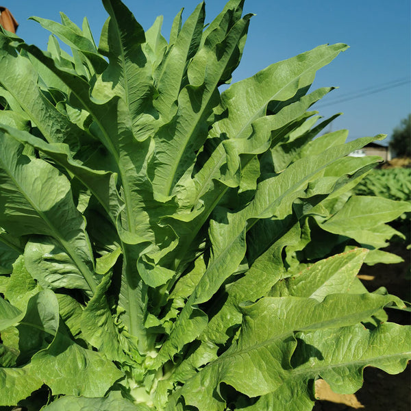 Double-tip Stem Lettuce Seeds, 10g
