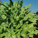 Double-tip Stem Lettuce Seeds, 10g