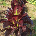 'Creamy Peacock' Lettuce Seeds, 2g